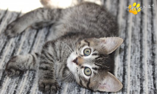 Katze Simba (Foto by Tiereck.at - Lavanttaler Tierhilfe)