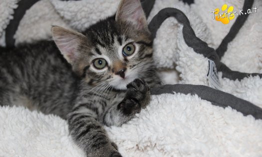 Katze Simba (Foto by Tiereck.at - Lavanttaler Tierhilfe)