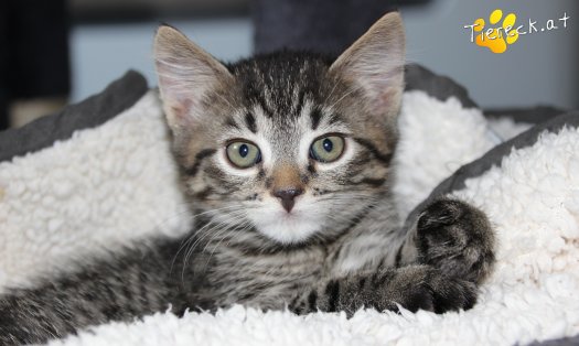 Katze Simba (Foto by Tiereck.at - Lavanttaler Tierhilfe)