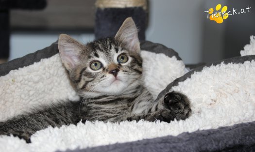 Katze Simba (Foto by Tiereck.at - Lavanttaler Tierhilfe)