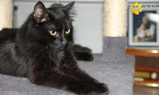 Katze Lucy (Foto by Tiereck.at - Lavanttaler Tierhilfe)