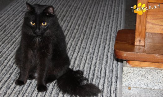 Katze Lucy (Foto by Tiereck.at - Lavanttaler Tierhilfe)