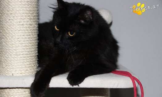 Katze Lucy (Foto by Tiereck.at - Lavanttaler Tierhilfe)