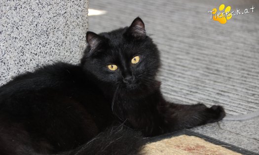 Katze Lucy (Foto by Tiereck.at - Lavanttaler Tierhilfe)