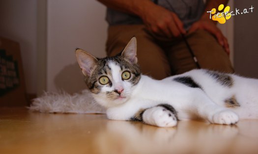 Katze Kiko (Foto by Tiereck.at - Lavanttaler Tierhilfe)