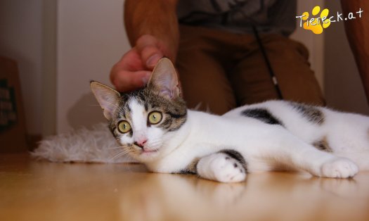 Katze Kiko (Foto by Tiereck.at - Lavanttaler Tierhilfe)