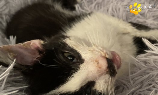 Katze Zeus (Foto by Tiereck.at - Lavanttaler Tierhilfe)
