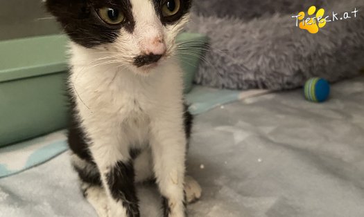 Katze Zeus (Foto by Tiereck.at - Lavanttaler Tierhilfe)