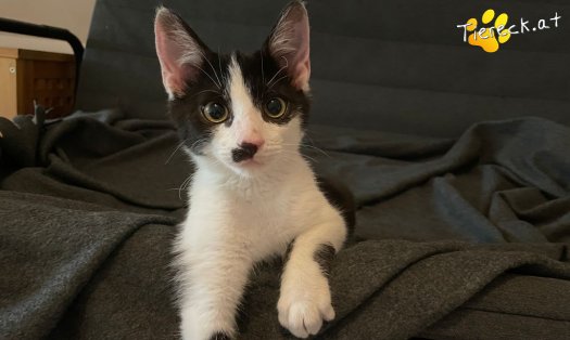 Katze Zeus (Foto by Tiereck.at - Lavanttaler Tierhilfe)