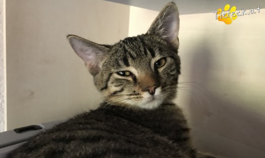 Katze Lio (Foto by Tiereck.at - Lavanttaler Tierhilfe)