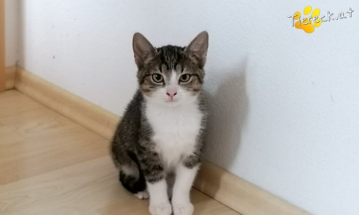 Katze Franky (Foto by Tiereck.at - Lavanttaler Tierhilfe)