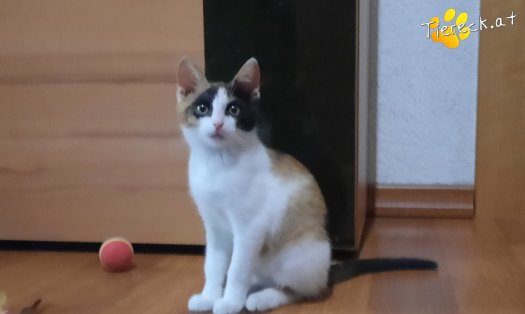 Katzen steiermark baby gratis Tierhasser verstümmelten