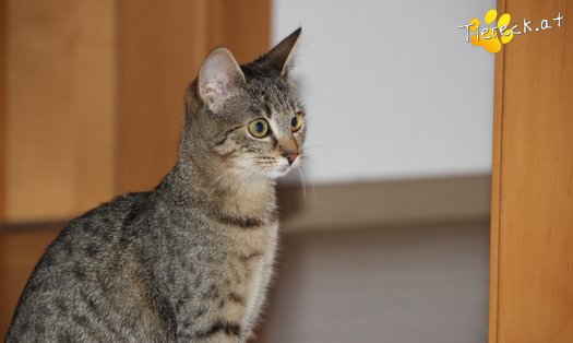 Katze Luna (Foto by Tiereck.at - Lavanttaler Tierhilfe)