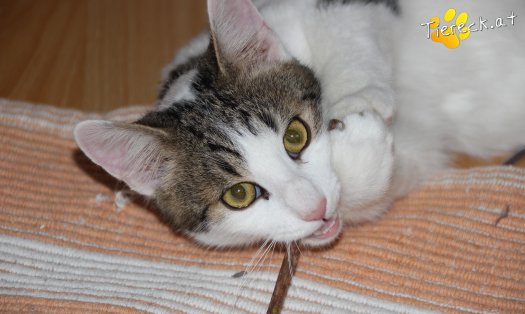 Katze Mailo (Foto by Tiereck.at - Lavanttaler Tierhilfe)
