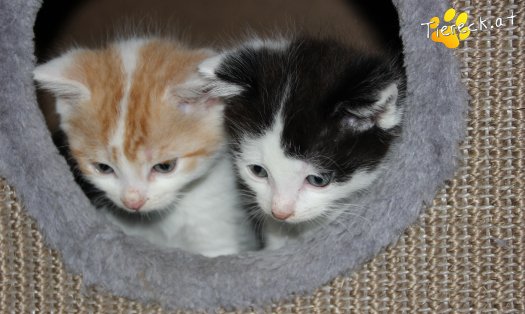 Katze Barney (Foto by Tiereck.at - Lavanttaler Tierhilfe)