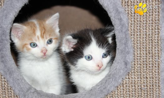 Katze Barney (Foto by Tiereck.at - Lavanttaler Tierhilfe)