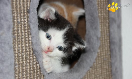 Katze Barney (Foto by Tiereck.at - Lavanttaler Tierhilfe)