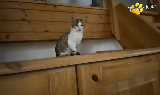 Katze Inga (Foto by Tiereck.at - Lavanttaler Tierhilfe)