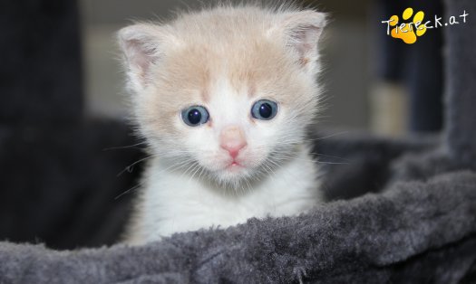 Katze Thor (Foto by Tiereck.at - Lavanttaler Tierhilfe)