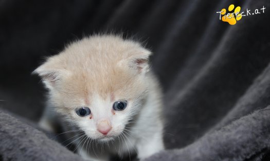 Katze Thor (Foto by Tiereck.at - Lavanttaler Tierhilfe)