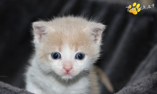 Katze Thor (Foto by Tiereck.at - Lavanttaler Tierhilfe)