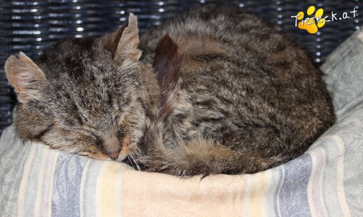 Katze Kurti (Foto by Tiereck.at - Lavanttaler Tierhilfe)