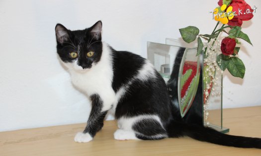 Katze Murli (Foto by Tiereck.at - Lavanttaler Tierhilfe)