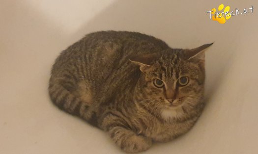 Katze Hugo (Foto by Tiereck.at - Lavanttaler Tierhilfe)