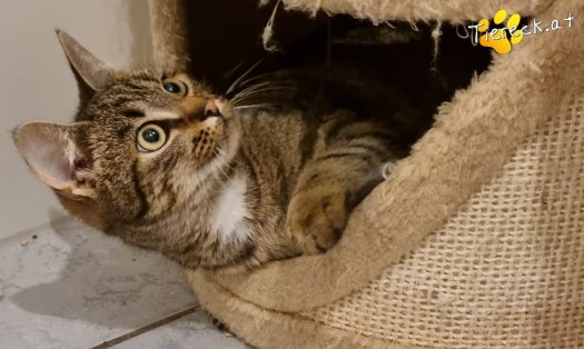 Katze Hugo (Foto by Tiereck.at - Lavanttaler Tierhilfe)
