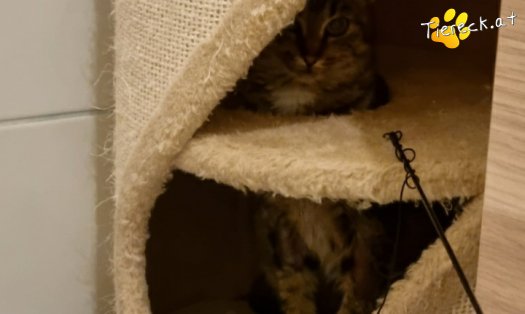 Katze Hugo (Foto by Tiereck.at - Lavanttaler Tierhilfe)