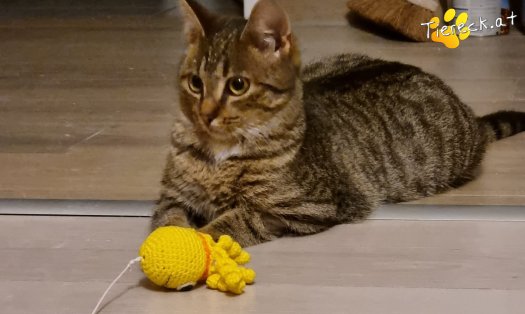Katze Hugo (Foto by Tiereck.at - Lavanttaler Tierhilfe)