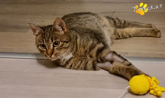 Katze Hugo (Foto by Tiereck.at - Lavanttaler Tierhilfe)