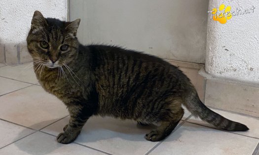 Katze Peterle
