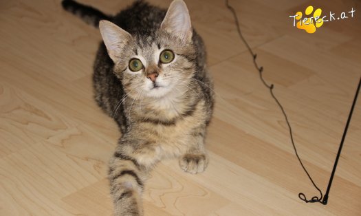 Katze Leni (Foto by Tiereck.at - Lavanttaler Tierhilfe)