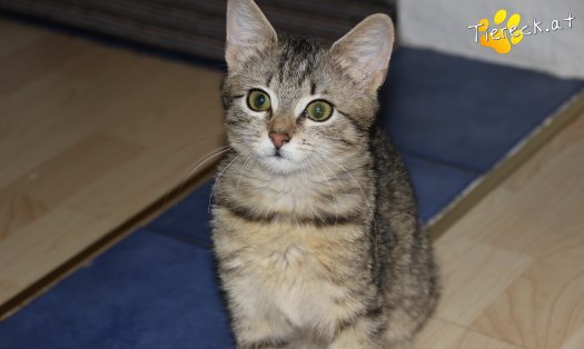 Katze Leni (Foto by Tiereck.at - Lavanttaler Tierhilfe)