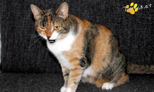 Katze Chipsy (Foto by Tiereck.at - Lavanttaler Tierhilfe)