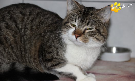 Katze Bussibär (Foto by Tiereck.at - Lavanttaler Tierhilfe)