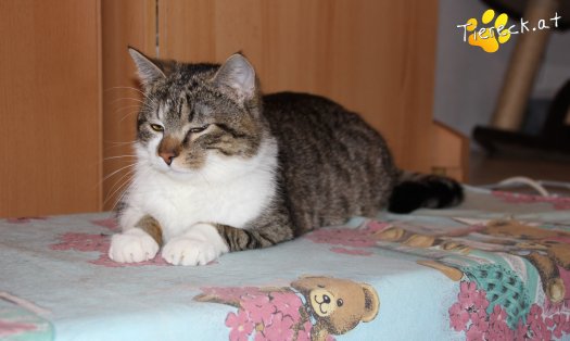 Katze Bussibär (Foto by Tiereck.at - Lavanttaler Tierhilfe)