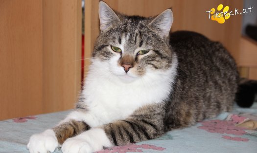 Katze Bussibär (Foto by Tiereck.at - Lavanttaler Tierhilfe)