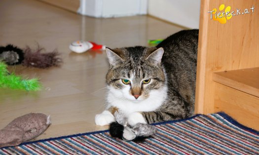 Katze Bussibär (Foto by Tiereck.at - Lavanttaler Tierhilfe)