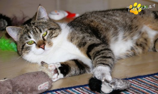 Katze Bussibär (Foto by Tiereck.at - Lavanttaler Tierhilfe)
