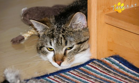Katze Bussibär (Foto by Tiereck.at - Lavanttaler Tierhilfe)