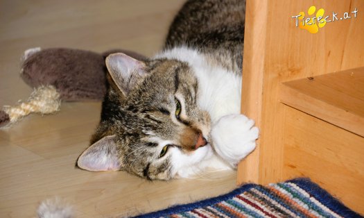 Katze Bussibär (Foto by Tiereck.at - Lavanttaler Tierhilfe)
