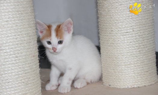 Katze Karli (Foto by Tiereck.at - Lavanttaler Tierhilfe)