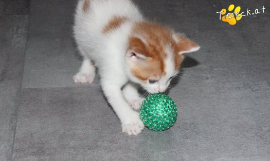 Katze Luca (Foto by Tiereck.at - Lavanttaler Tierhilfe)