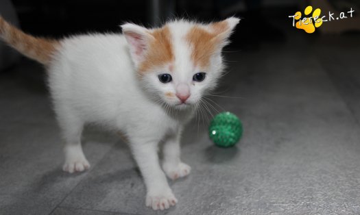 Katze Luca (Foto by Tiereck.at - Lavanttaler Tierhilfe)