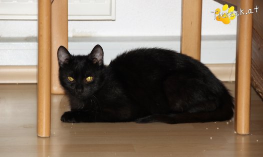 Katze Loki (Foto by Tiereck.at - Lavanttaler Tierhilfe)