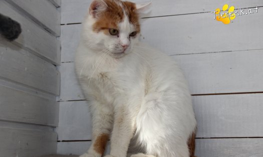 Katze Hope (Foto by Tiereck.at - Lavanttaler Tierhilfe)