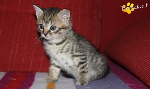 Katze Maja (Foto by Tiereck.at - Lavanttaler Tierhilfe)