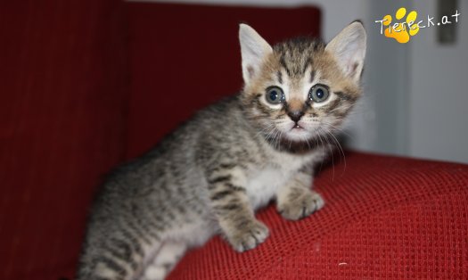 Katze Maja (Foto by Tiereck.at - Lavanttaler Tierhilfe)